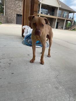 Mixed Breed Dogs Available for Adoption in Clarksville, Tennessee - Sid | PetCurious