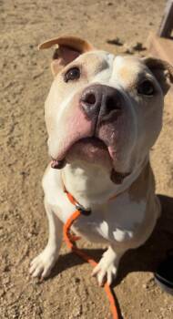 Hank -  Pit Bull Terrier Dog for Adoption in Incline Village, Nevada - Hank | PetCurious