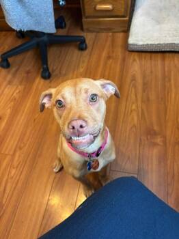 Terrier Dogs Available for Adoption - Poppy Little | PetCurious