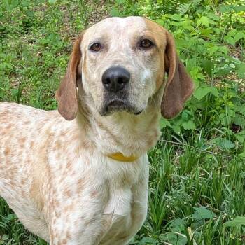 English Coonhound Dogs Available for Adoption in Charlottesville, Virginia - Jambalaya | PetCurious