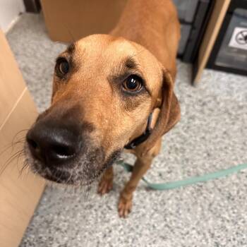 Reba -  Black Mouth Cur and Mixed Breed Dog for Adoption in Lakeland, Florida - Reba | PetCurious