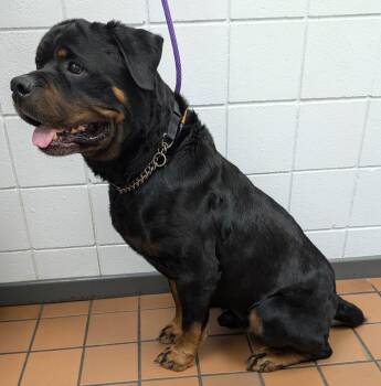 Rescue Rottweiler Dogs for Adoption in Glencoe, Ontario - King | PetCurious