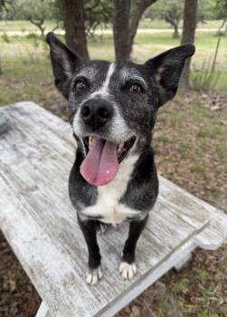 Schipperke Dogs Available for Adoption in Long Beach, California - Lincoln Biscuit | PetCurious
