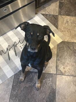 Rescue Feist and Boxer Dogs for Adoption in Fosters, Alabama - JASPER | PetCurious