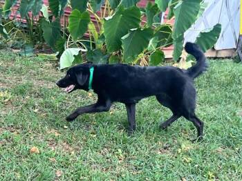 Maisie -  Labrador Retriever and Great Pyrenees Dog for Adoption in Acworth, Georgia - Maisie | PetCurious