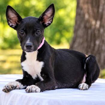 Sierra -  Whippet Dog for Adoption in Lucedale, Mississippi - Sierra | PetCurious