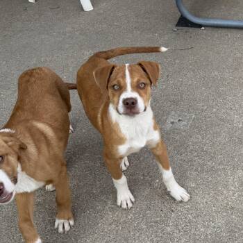 Mixed Breed Dogs Available for Adoption - Sam | PetCurious