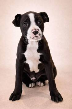 Boxer and Boston Terrier Dogs Available for Adoption in Alexander, Arkansas - Cannoli (in New England) | PetCurious