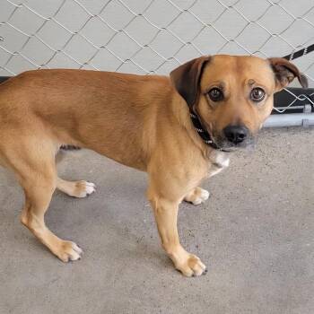 Xolo -  Mixed Breed Dog for Adoption in Las Cruces, New Mexico - Xolo | PetCurious