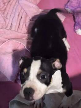 Viper -  Mixed Breed Dog for Adoption in Wyoming, Michigan - Viper | PetCurious