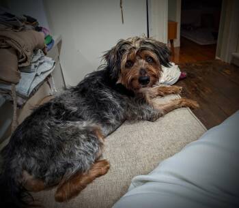 Mister -  Yorkshire Terrier Dog for Adoption in Mount Bethel, Pennsylvania - Mister | PetCurious