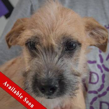 Arrow -  Shih Tzu and Wirehaired Terrier Dog for Adoption in Huntley, Illinois - Arrow | PetCurious