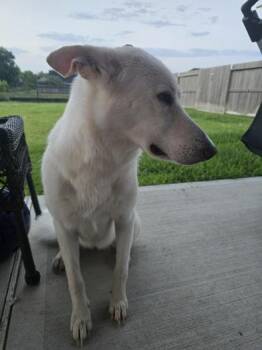 Halo -  German Shepherd Dog Dog for Adoption in Liverpool, Texas - Halo | PetCurious