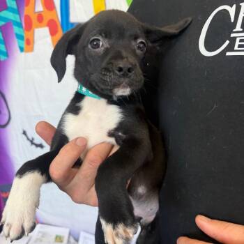 Wesley -  Labrador Retriever and Australian Shepherd Dog for Adoption in Normal, Illinois - Wesley | PetCurious