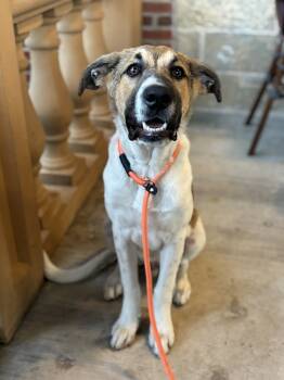 Rescue Great Pyrenees Dogs for Adoption in Pflugerville, Texas - Brownie | PetCurious