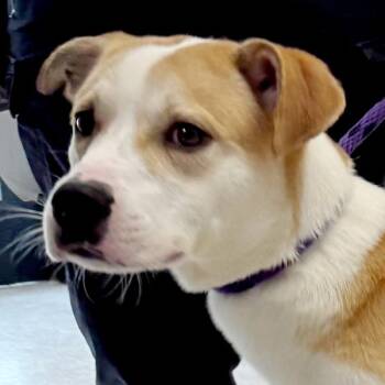 Barkley -  Terrier Dog for Adoption in Des Moines, Iowa - Barkley | PetCurious