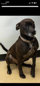 Rescue Black Labrador Retriever Dogs for Adoption in Hillsborough Township, New Jersey - William | PetCurious