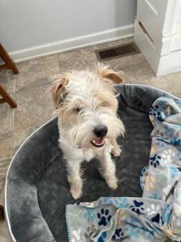 Schnauzer Dogs Available for Adoption - Spud | PetCurious