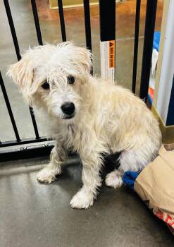 Rescue Terrier and Schnauzer Dogs for Adoption in Council Bluffs, Iowa - Strawberry | PetCurious