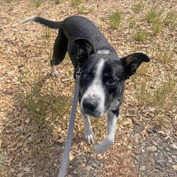 Rose -  Mixed Breed Dog for Adoption in Hailey, Idaho - Rose | PetCurious