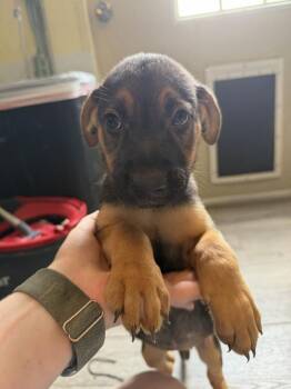 Koda - yellow -  American Bulldog Dog for Adoption in Lakeland, Florida - Koda - Yellow | PetCurious
