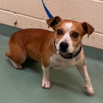 Kimberly -  Mixed Breed Dog for Adoption in Memphis, Tennessee - Kimberly | PetCurious