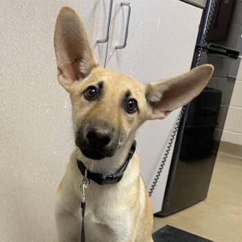 Blueberry -  Shepherd and Mixed Breed Dog for Adoption in San Antonio, Texas - Blueberry | PetCurious