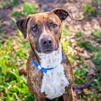 Duces -  Mountain Cur and Mixed Breed Dog for Adoption in Hattiesburg, Mississippi - Duces | PetCurious