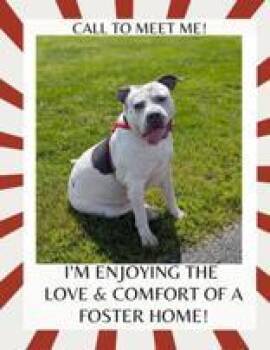 Rescue Mixed Breed Dogs for Adoption in Appleton, Wisconsin - Leia | PetCurious