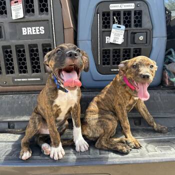 Cher (The Groovy Duo) -  Plott Hound and Mixed Breed Dog for Adoption in TIMBERCRK CYN, Texas - Cher (The Groovy Duo) | PetCurious