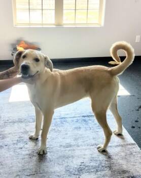 Cheddar -  Labrador Retriever and Mixed Breed Dog for Adoption in Portola, California - Cheddar | PetCurious