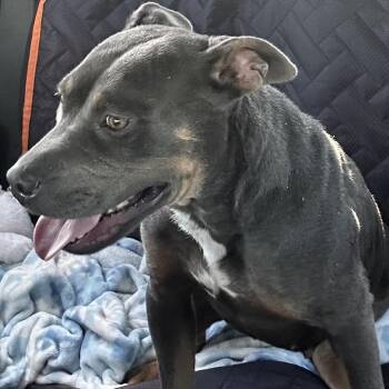 Lola -  American Staffordshire Terrier and Pug Dog for Adoption in Enterprise, Alabama - Lola | PetCurious