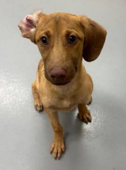 Happy Feet -  Dachshund Dog for Adoption in Hartsville, South Carolina - Happy Feet | PetCurious