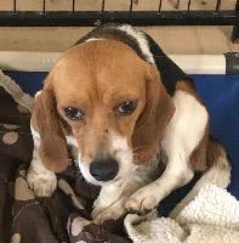 Rescue Beagle Dogs for Adoption in St. Augustine, Florida - Felicity Aka Ellie Mae | PetCurious
