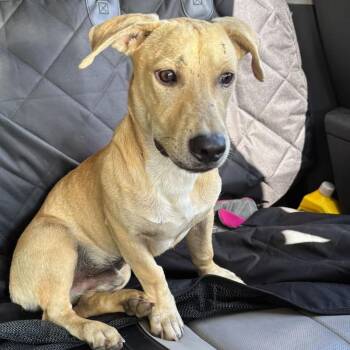 Tanner -  Dachshund and Mixed Breed Dog for Adoption in Clanton, Alabama - Tanner | PetCurious
