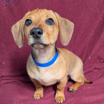 Arlow -  Dachshund Dog for Adoption in Jefferson City, Tennessee - Arlow | PetCurious