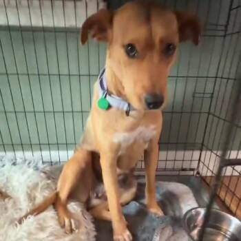 Starbies -  Mixed Breed Dog for Adoption in Buffalo, Minnesota - Starbies | PetCurious