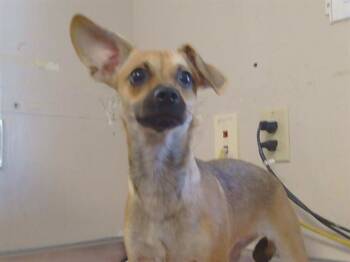 Chihuahua and Mixed Breed Dogs Available for Adoption - LEAF | PetCurious