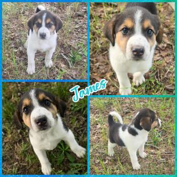 Beagle and Labrador Retriever Dogs Available for Adoption in Blacksburg, South Carolina - James | PetCurious