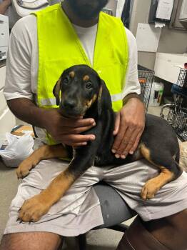 Memphis -  Terrier Dog for Adoption in Hopkinsville, Kentucky - Memphis | PetCurious