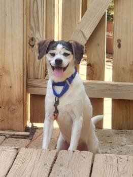 RINGO -  Beagle and Mixed Breed Dog for Adoption in Troutman, North Carolina - RINGO | PetCurious