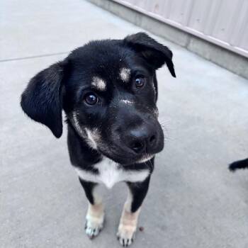 Scar -  Mixed Breed Dog for Adoption in Bismarck, North Dakota - Scar | PetCurious