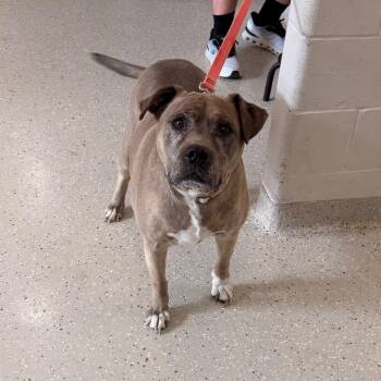 Pit Bull Terrier Dogs Available for Adoption - Lovely | PetCurious