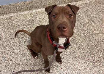 INDIANA JONES -  Pit Bull Terrier and Mixed Breed Dog for Adoption in Colorado Springs, Colorado - INDIANA JONES | PetCurious