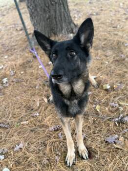 Rescue German Shepherd Dog Dogs for Adoption in Springfield, Illinois - Noel | PetCurious