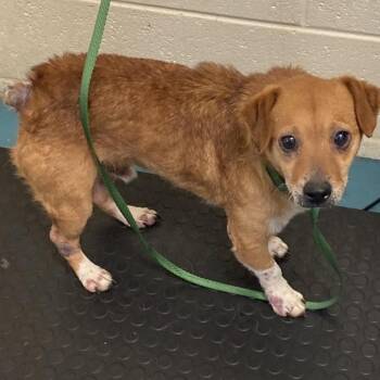 Jackson -  Mixed Breed Dog for Adoption in Memphis, Tennessee - Jackson | PetCurious