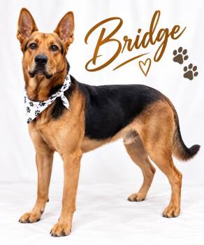 Bridge -  German Shepherd Dog Dog for Adoption in Sumter, South Carolina - Bridge | PetCurious