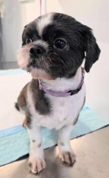 KOKO -  Shih Tzu Dog for Adoption in New York, New York - KOKO | PetCurious