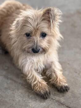 Farrah Fawcett -  Cairn Terrier Dog for Adoption in Ashville, Ohio - Farrah Fawcett | PetCurious