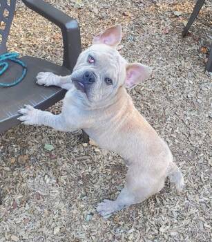 Rescue French Bulldog and English Bulldog Dogs for Adoption in East Hartford, Connecticut - Gucci | PetCurious